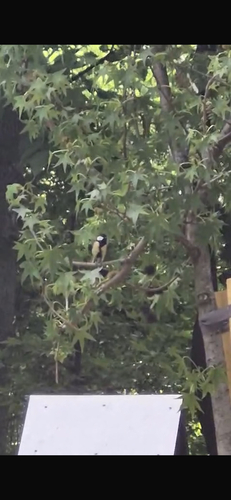 Great Tit
