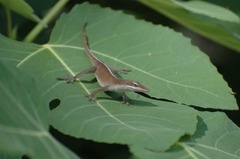 Anolis carolinensis