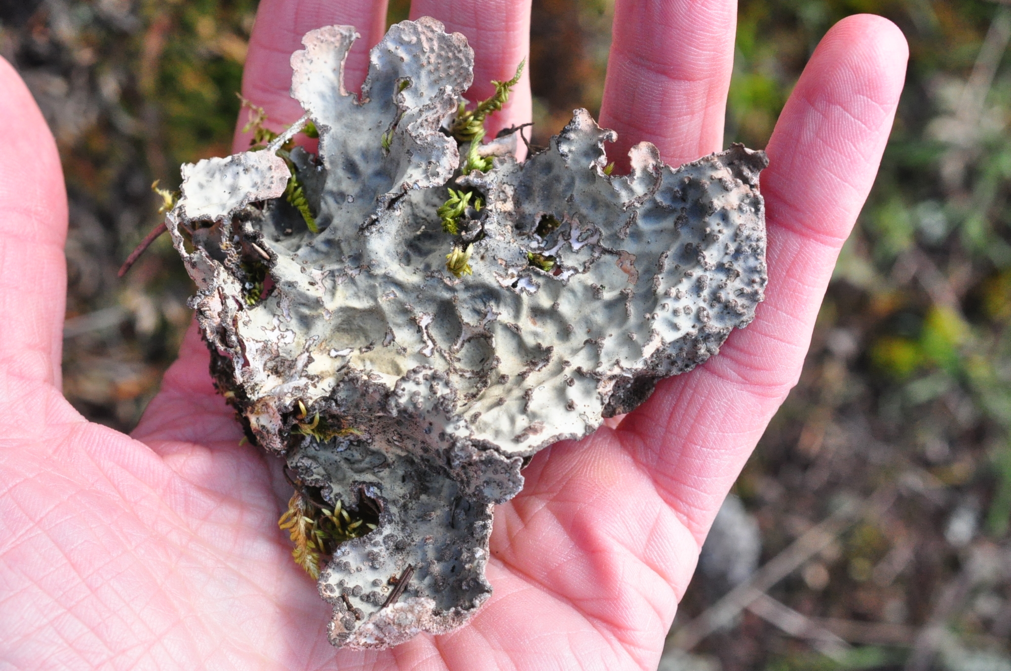 Lobaria scrobiculata image