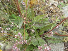 Hieracium pollichiae