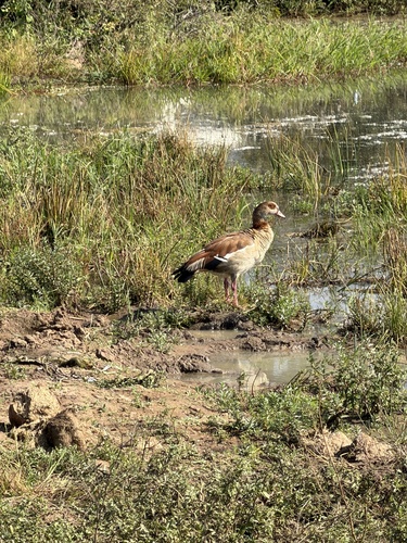iNaturalist image