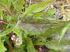 Hieracium pollichiae