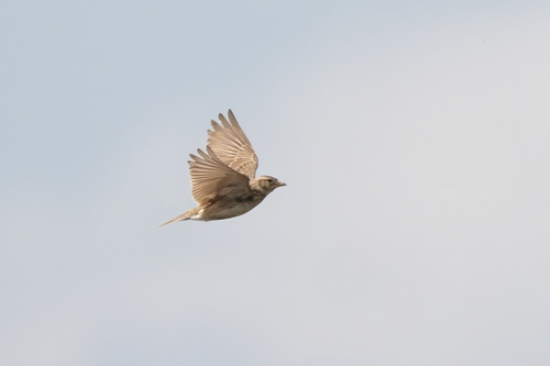 Turkestan Short-toed Lark