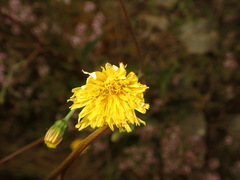Hieracium pollichiae