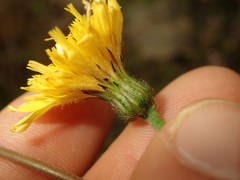 Hieracium pollichiae
