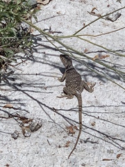 Crotaphytus nebrius