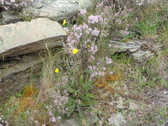 Hieracium pollichiae