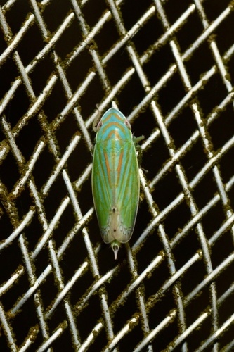 Linnavuoriella arcuata observed 2026-06-01