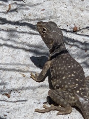 Crotaphytus nebrius