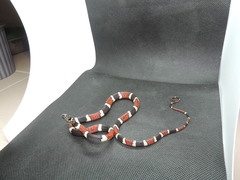 Rhinobothryum bovallii