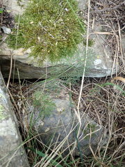 Anisotome cauticola