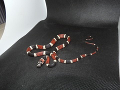 Rhinobothryum bovallii