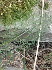 Anisotome cauticola