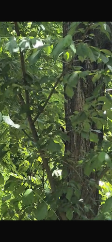 Syrian Woodpecker