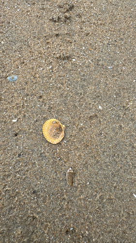 Common Cockle, Wassenaar, South Holland, NL, photo 8 of 10