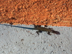 Aspidoscelis lineattissimus