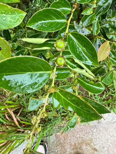 Breynia fruticosa observed 2026-06-06