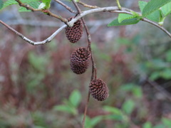 Alnus sieboldiana