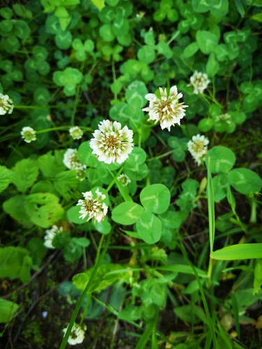 Baltasis dobilas