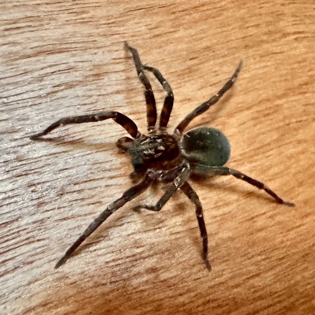 Huntia deepensis