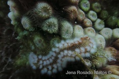 Hermodice carunculata