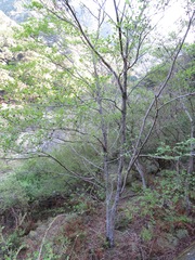 Alnus sieboldiana