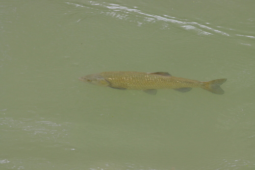 Cavedano Chub, Provincia di Bergamo, Italia, photo 7 of 10