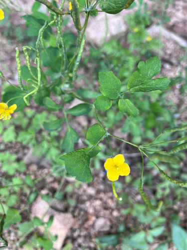 Asian celandine