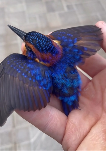 African Pygmy Kingfisher