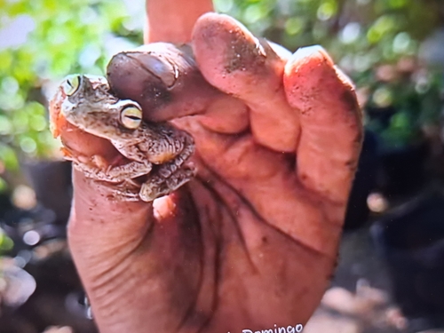 Emerald-eyed Tree Frog