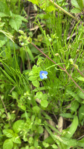 bird's-eye speedwell