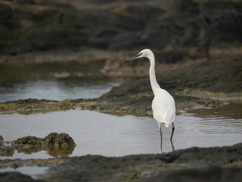 iNaturalist image