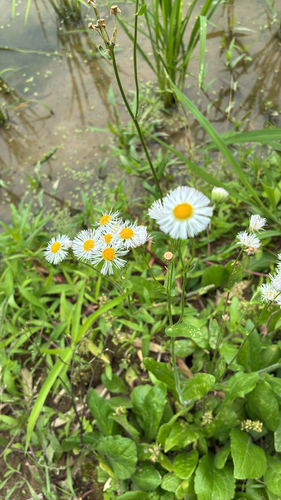 Philadelphia fleabane