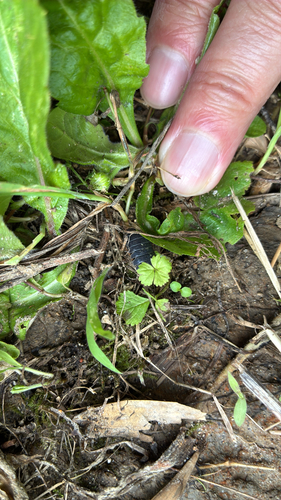 Common Pill Woodlouse