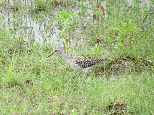 iNaturalist image
