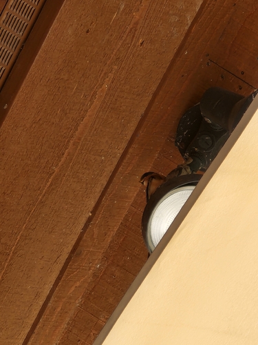 Barn Swallow