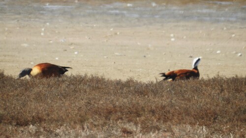 iNaturalist image