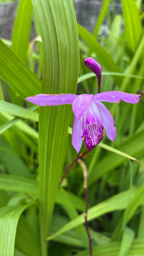 Hyacinth orchid