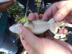 Sceloporus melanorhinus