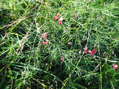 Indigofera filipes