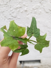 Ipomoea batatas
