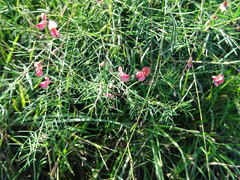 Indigofera filipes