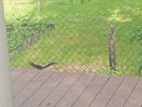 Eurasian Red Squirrel