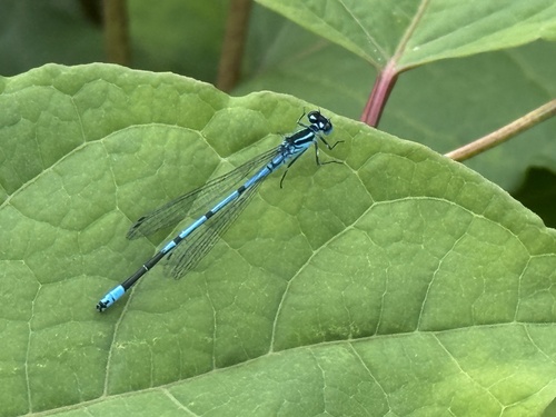 Azure Damselfly