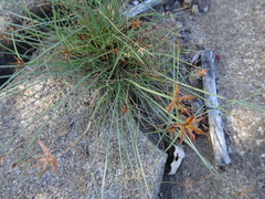 Cyperus rupestris