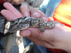 Sceloporus melanorhinus