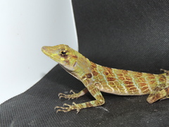 Anolis princeps