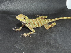 Anolis princeps
