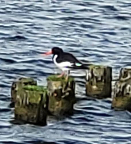 iNaturalist image