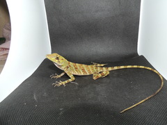 Anolis princeps